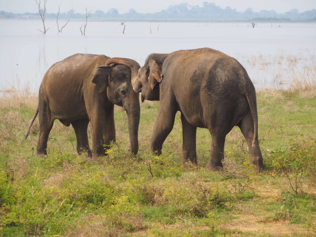 Home old 7 elephants play fighting udawalawe sri lanka
