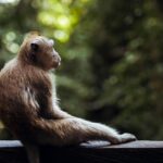 Udawalawe Safari Kingdom Image 01