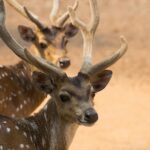 Udawalawe Safari Kingdom Image 02