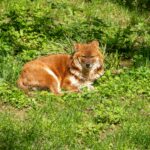 Udawalawe Safari Kingdom Image 03