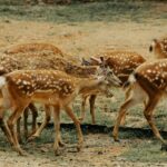 Udawalawe Safari Kingdom Image 05
