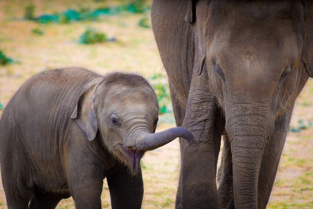 Udawalawe Safari Kingdom