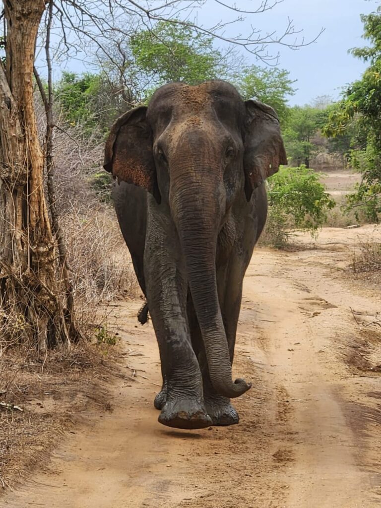 Udawalawe Safari Kingdom