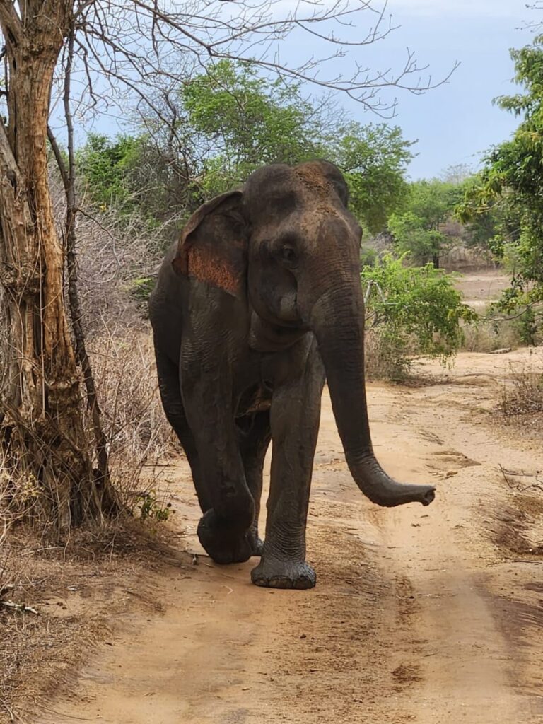 Udawalawe Safari Kingdom
