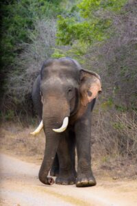 Udawalawe Safari Kingdom