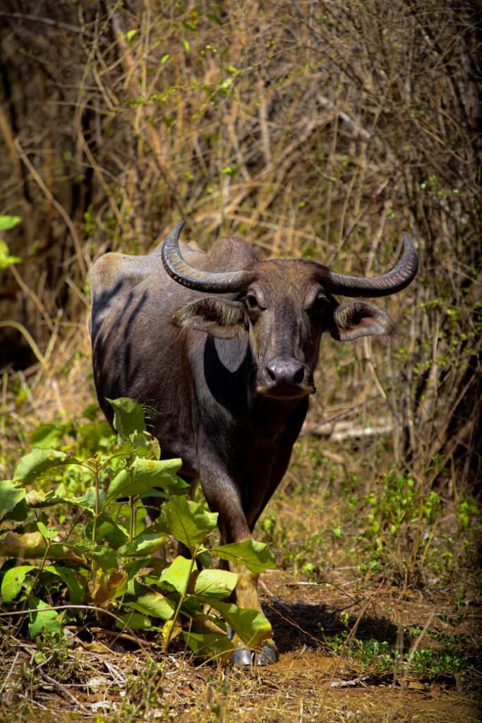Udawalawe Safari Kingdom