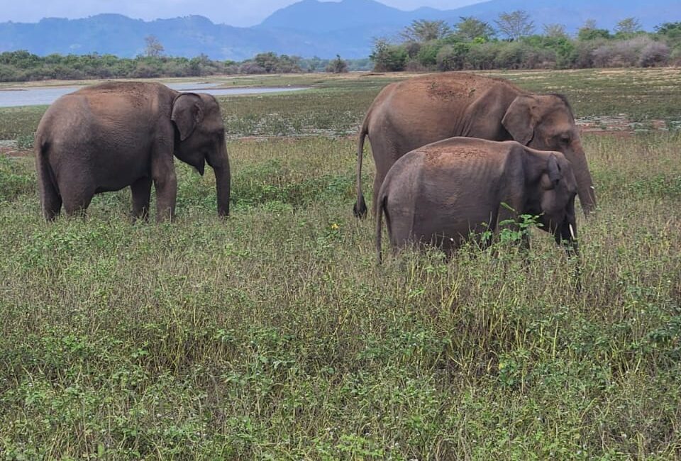 Udawalawe Safari Kingdom