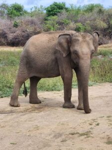 Udawalawe Safari Kingdom