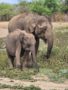 Udawalawe Safari Kingdom